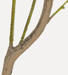 Faux Eucalyptus Tree
