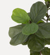 Faux Fiddle Leaf Tree