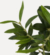 Faux Olive Tree (Wide)